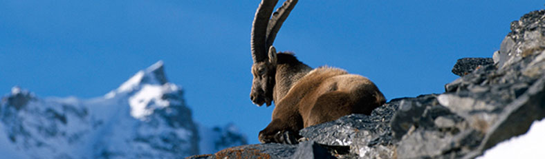 Fascinating wildlife