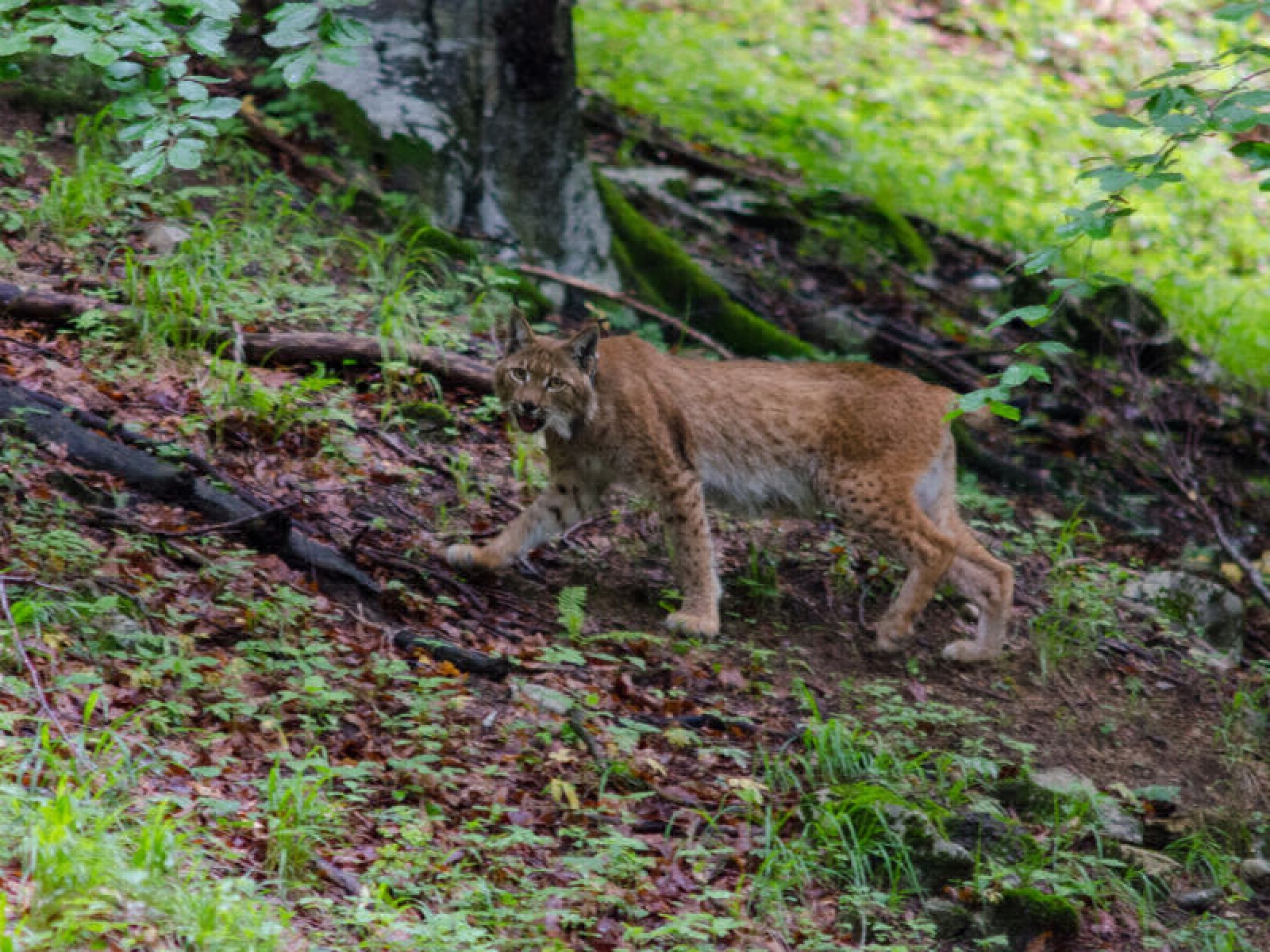 Lynx Trail through wild central Austria