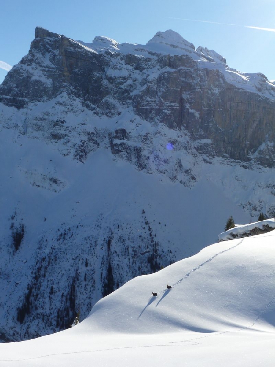 Disturbance of Wildlife in winter: awareness-raising initiatives are increasing in the Alps