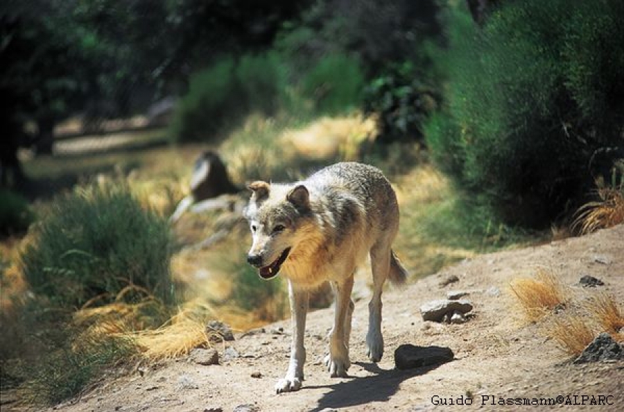 Conference &quot;The Wolf in the alpine cultural landscape&quot; - Registration open